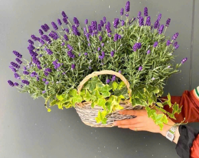 Phân Phối Sỉ Hoa Tươi Tại Bình Phước