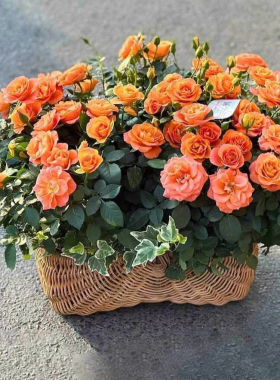 PHÂN PHỐI SỈ HOA CẮT CÀNH
