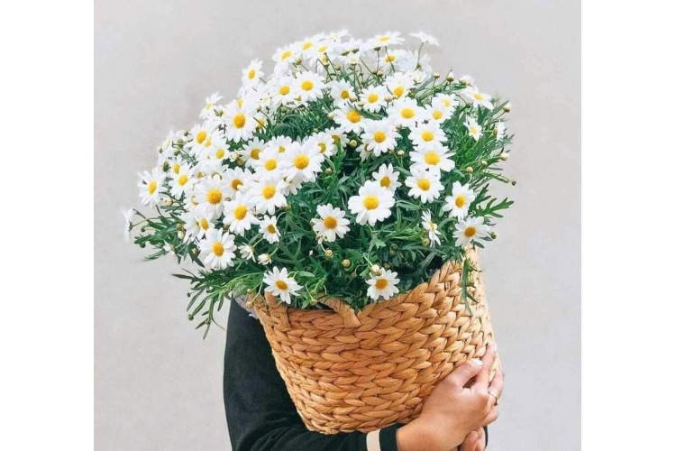 GIỎ HOA MẪU 14