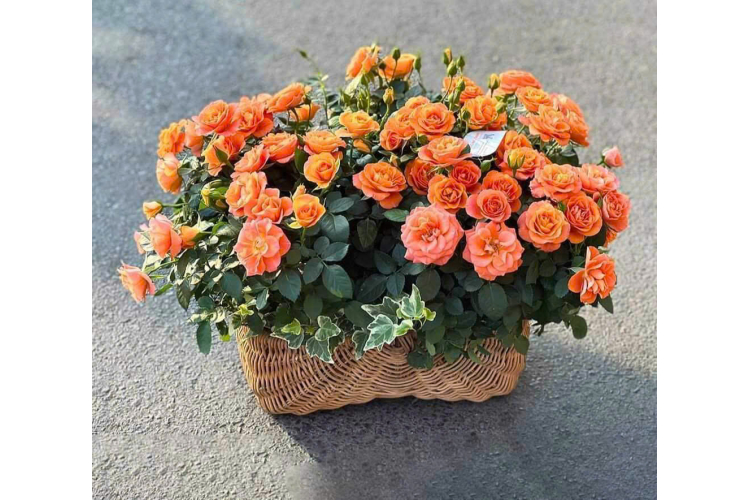 GIỎ HOA MẪU 21
